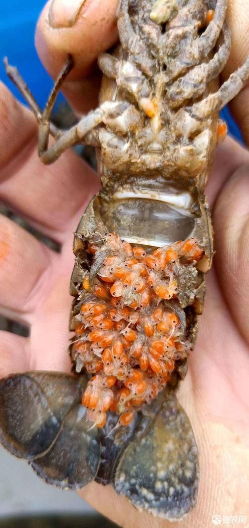 澳洲淡水龙虾苗