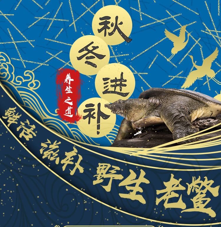 外塘公甲鱼鲜活食用活体新鲜王八水鱼中华老鳖海鲜甲鱼