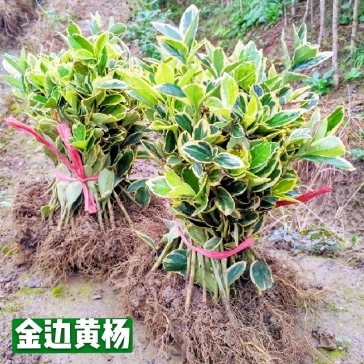 咸宁金边黄杨金边冬青绿化彩色树苗  苗一年四季可栽