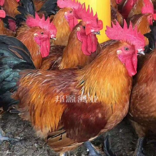 南宁瑶鸡苗黑瑶鸡苗红瑶鸡苗公司苗质量保证疫苗到位技术指导