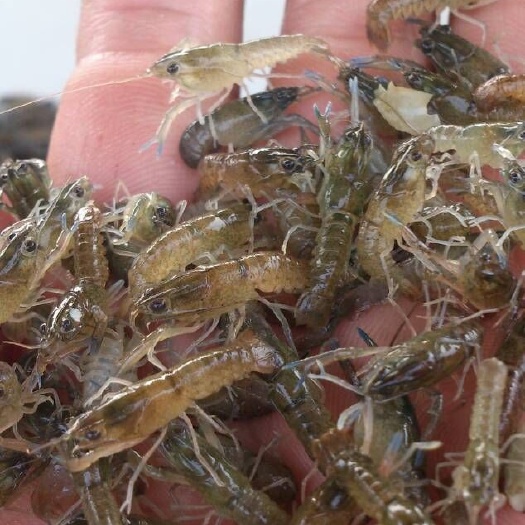 漳州澳洲淡水龙虾苗