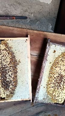 中华蜜蜂  秦岭深山中蜂群！健康旺盛群大！采蜜质量高！浓度丰！