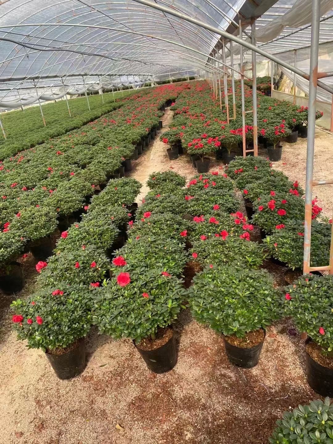  各种规格西洋杜鹃