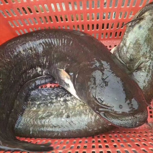 临朐县大口鲶鱼