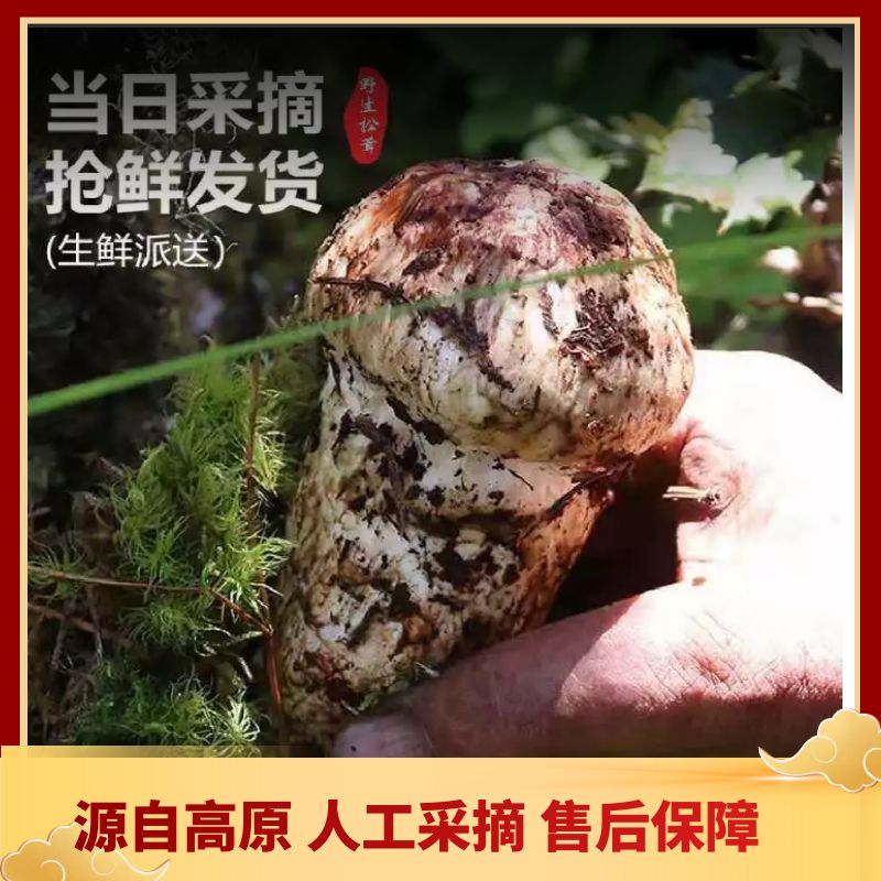 鲜松茸  松茸-基地-直采-直发/同时支持一件代发