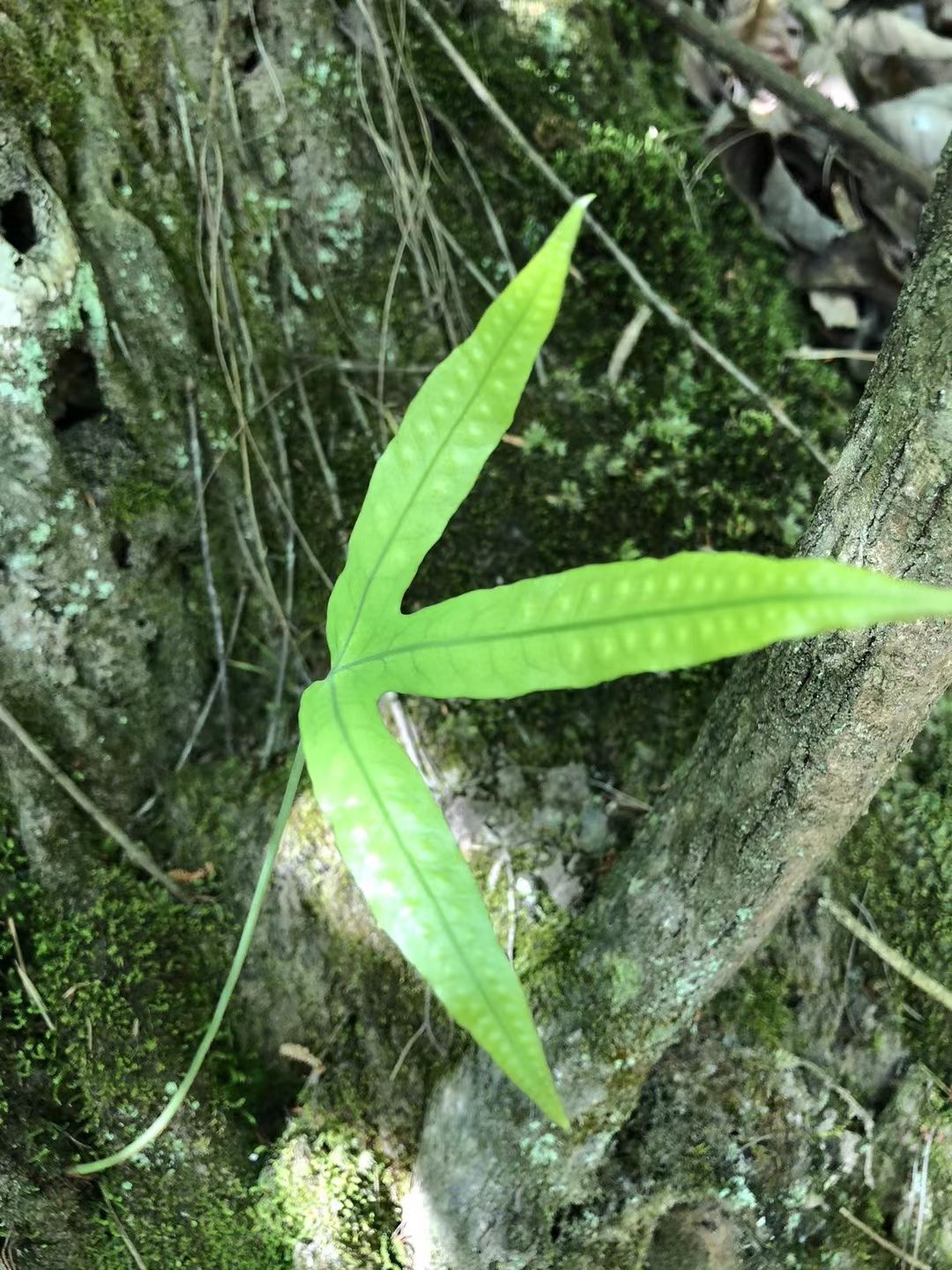夏枯草 鹅掌金星草