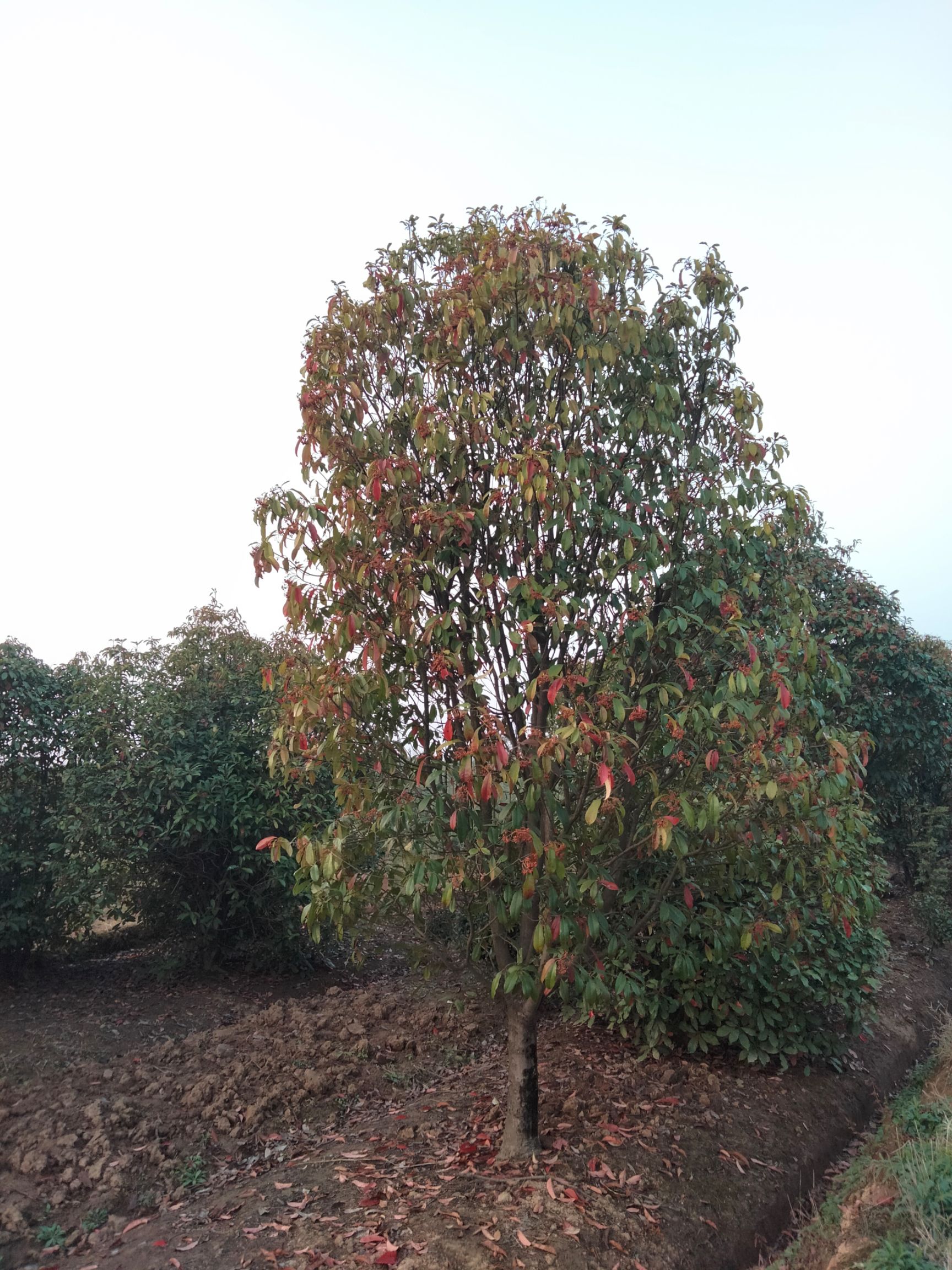 中华石楠，本石楠批量有货，规格齐全