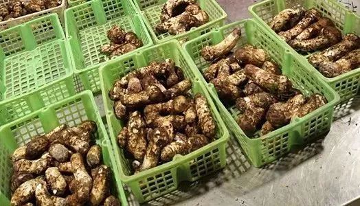 鲜松茸  松茸-基地-直采-直发/同时支持一件代发