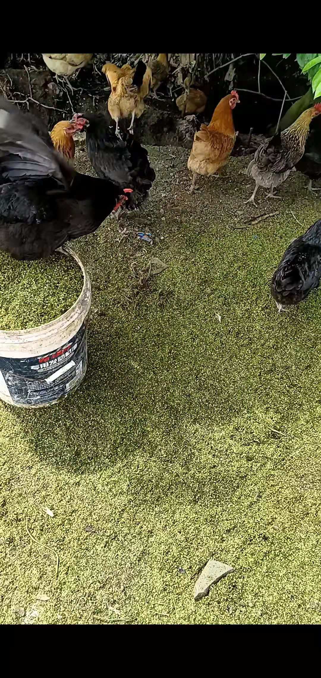 黄毛鸡，土黑鸡