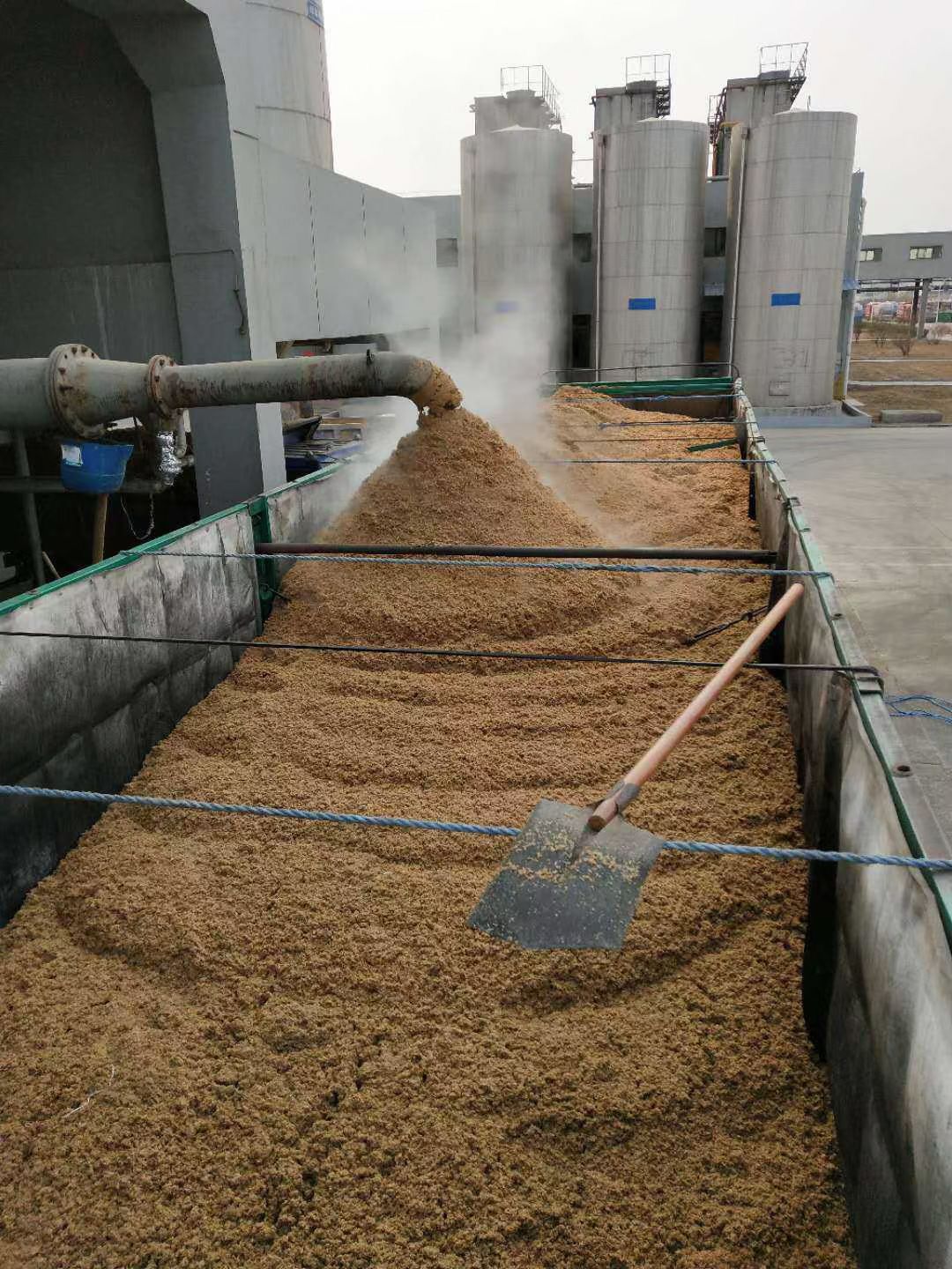  烘干啤酒糟，鲜啤酒糟