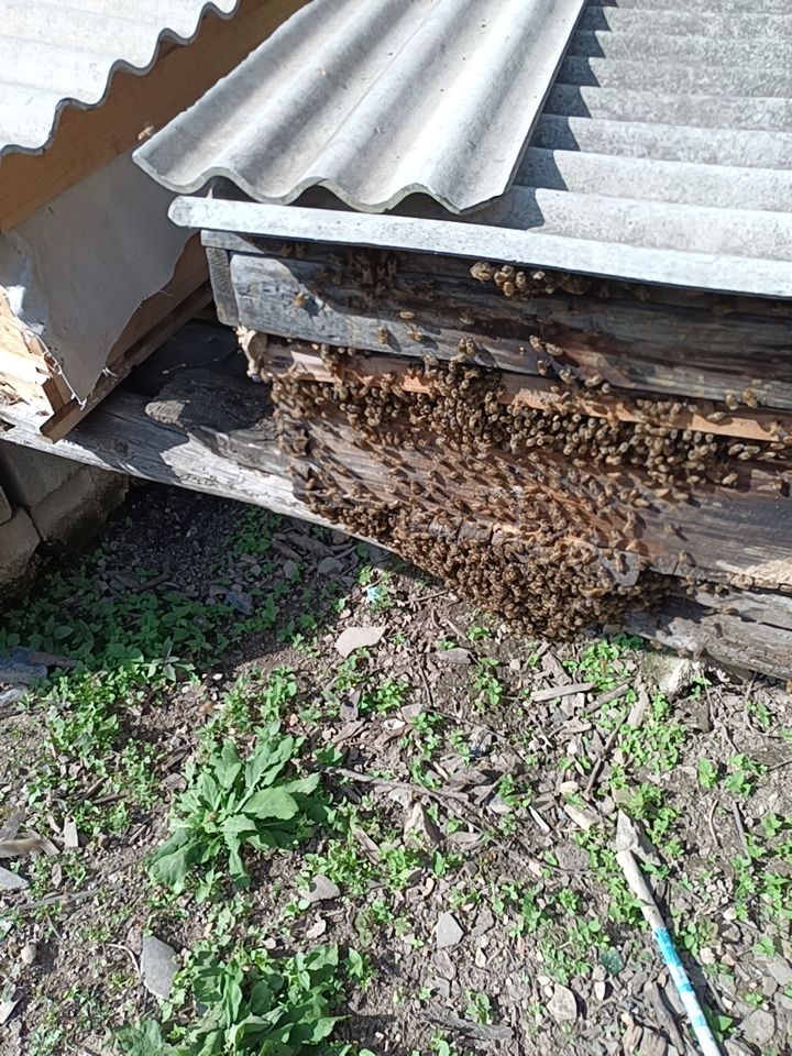 中华蜜蜂  秦岭深山中蜂群！健康旺盛群大！采蜜质量高！浓度丰！