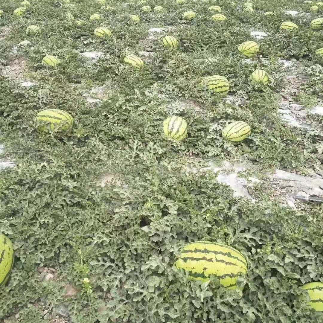 金花西瓜  石头缝里的硒砂瓜，个头大，口感好，耐运输，有需要提前联系我。