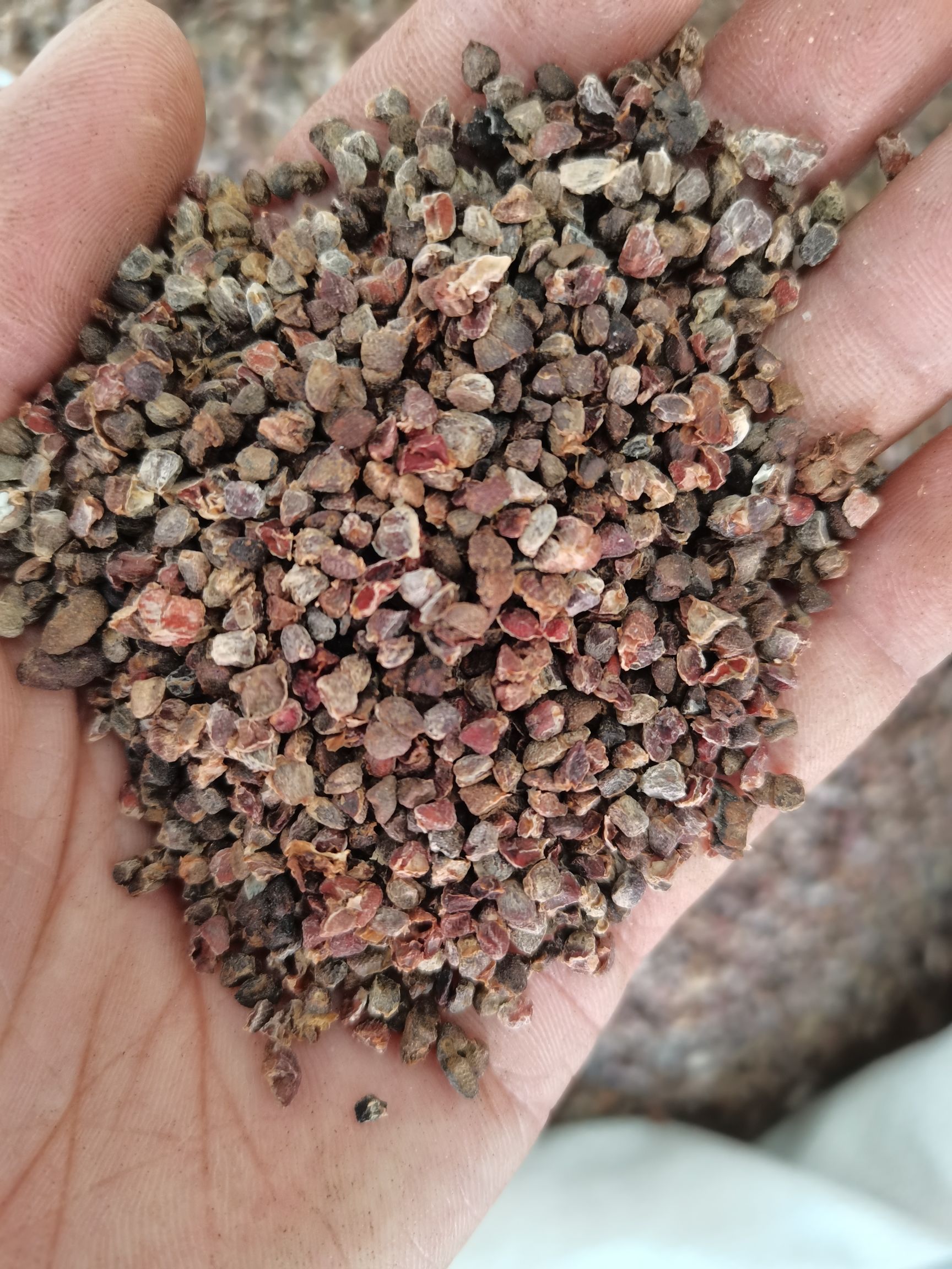 砂仁 砂仁米 砂仁皮 各种香辛料批发 中药材大全