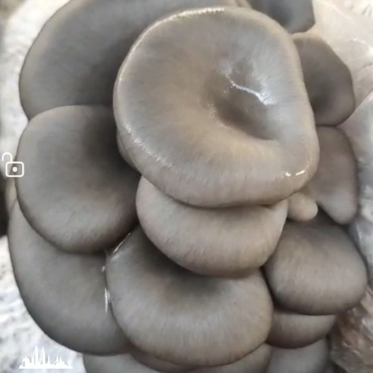 德州平菇菌种  保栽培成功。