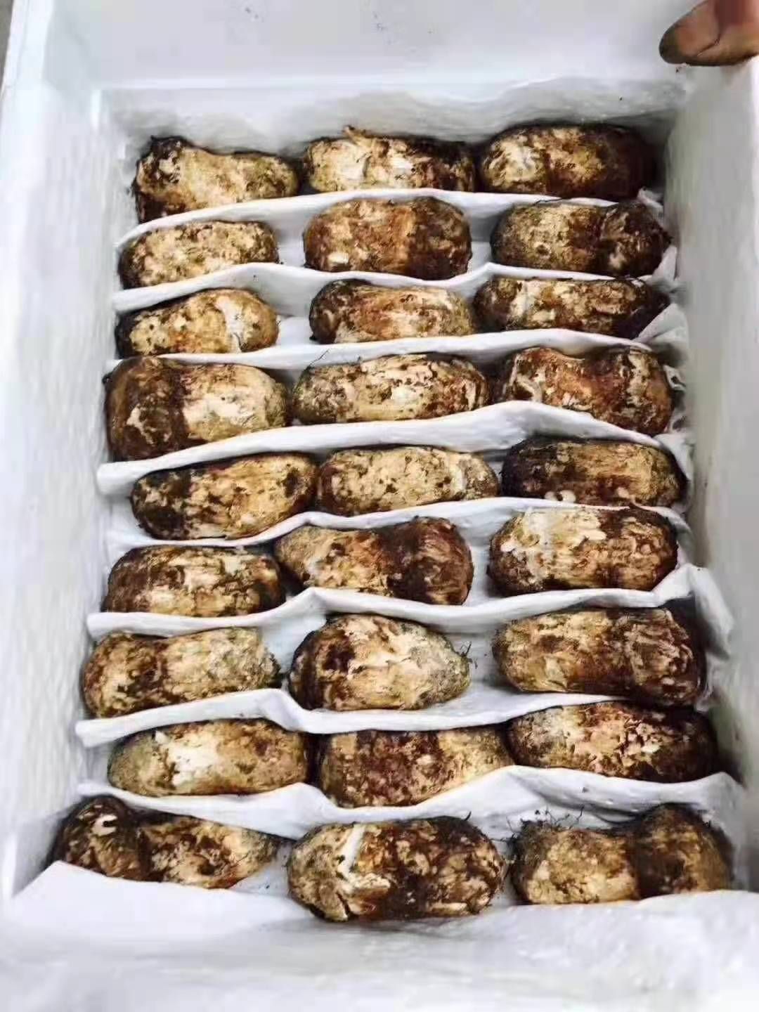 鲜松茸  松茸-基地-直采-直发/同时支持一件代发