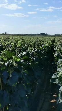 早夏无核葡萄苗  基地直销 保纯度 假一赔十签合同可实地考察