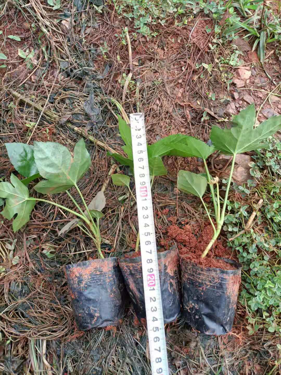 八角金盘苗 工程用绿化苗八角金盘小袋