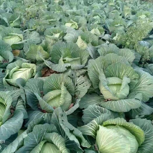 威宁县包菜，甘蓝