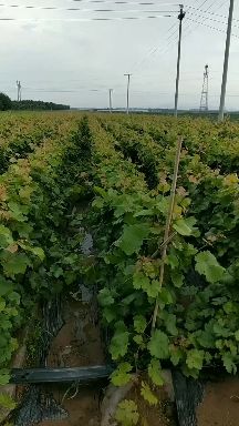 早夏无核葡萄苗  基地直销 保纯度 假一赔十签合同可实地考察