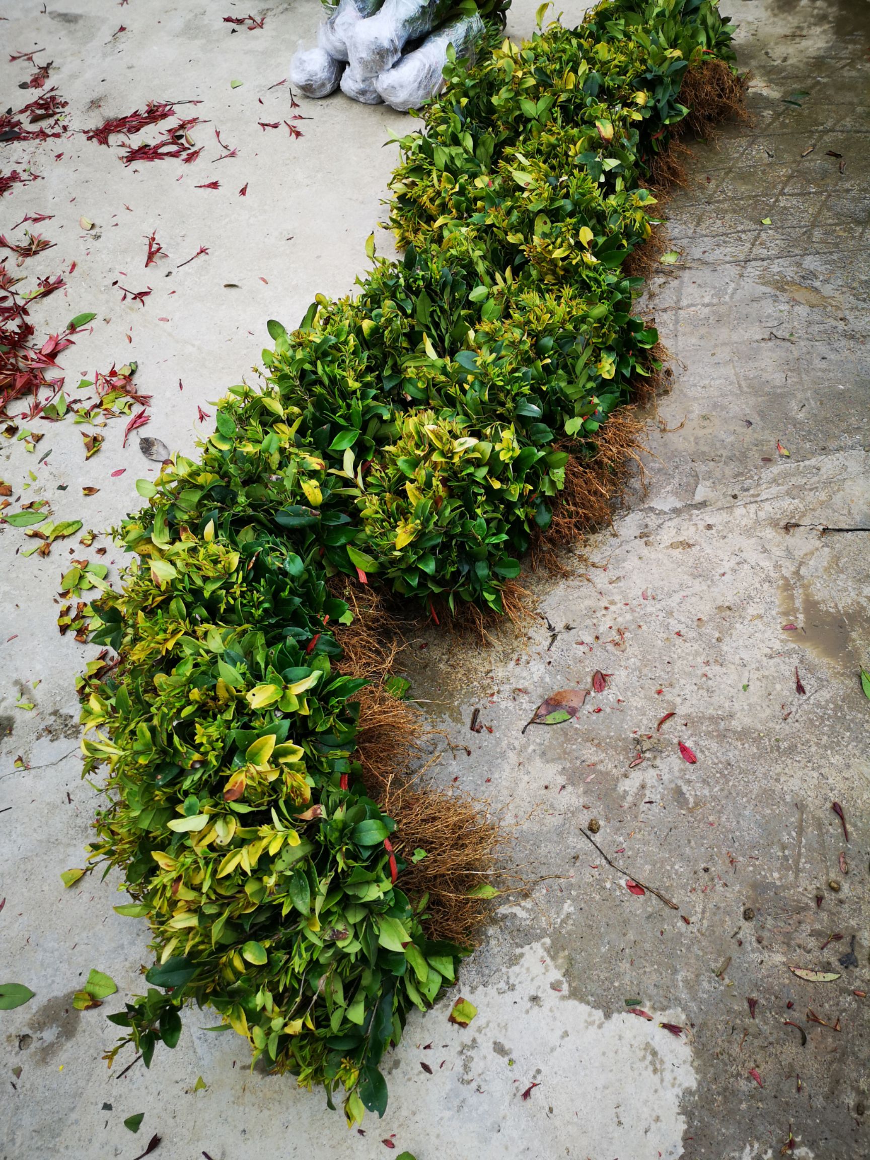 苗圃直销金森女贞金森女贞小苗 园林绿化篱笆苗【批发价包邮】