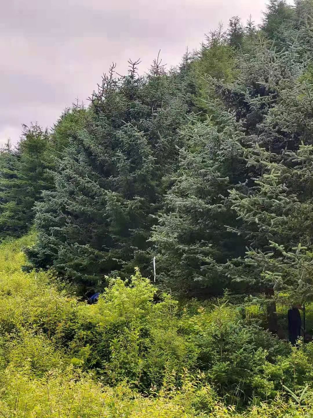 甘肃云杉，青海云杉，川西云杉6米7米8米9米10米