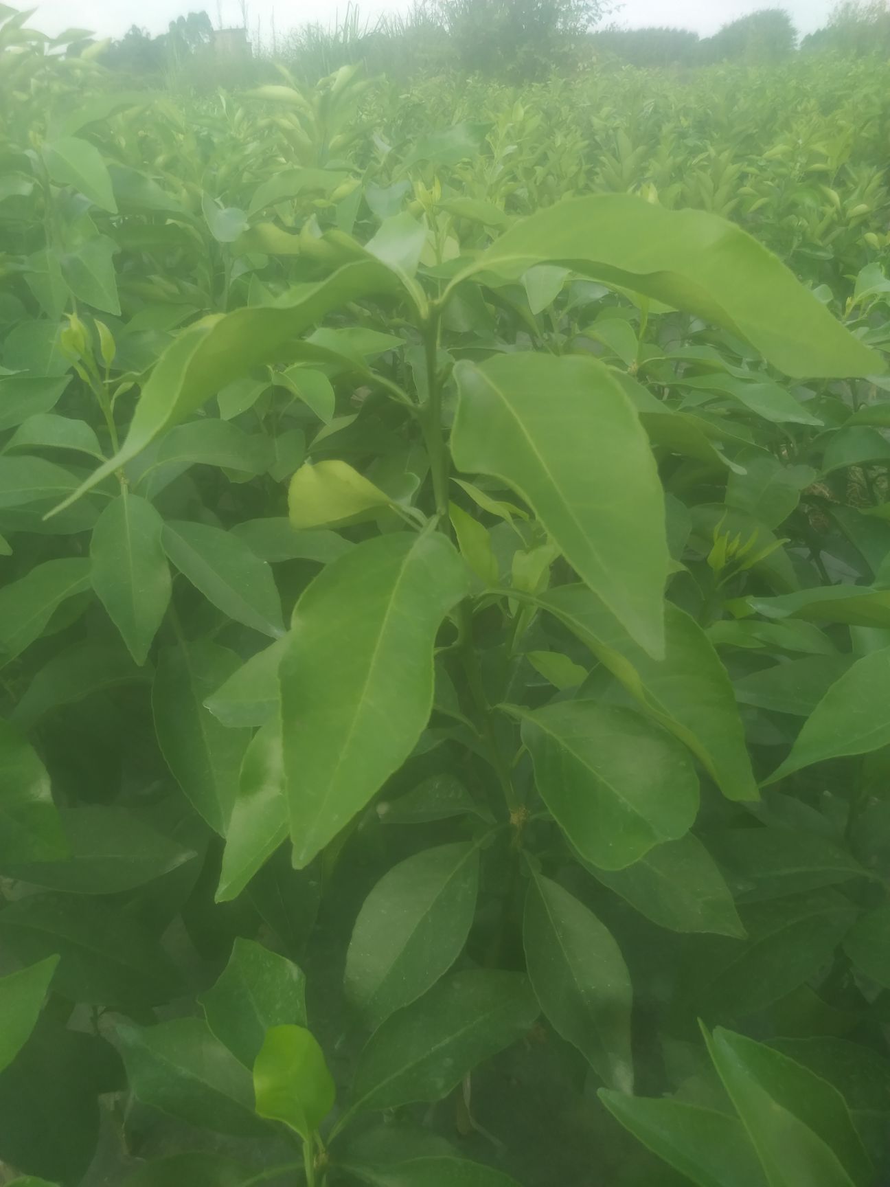 爱媛28号柑桔苗  【精选优质】爱媛/红美人 确保品种纯正