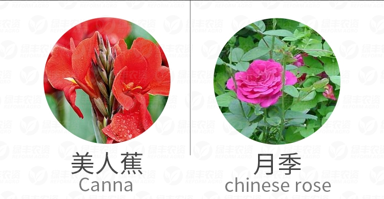 哒螨螺螨酯  威龙25%哒螨灵螺螨酯果树柑橘树红蜘蛛锈壁虱杀