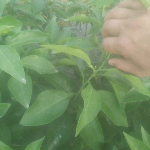 荔浦市爱媛28号柑桔苗  【精选优质】爱媛/红美人 确保品种纯正