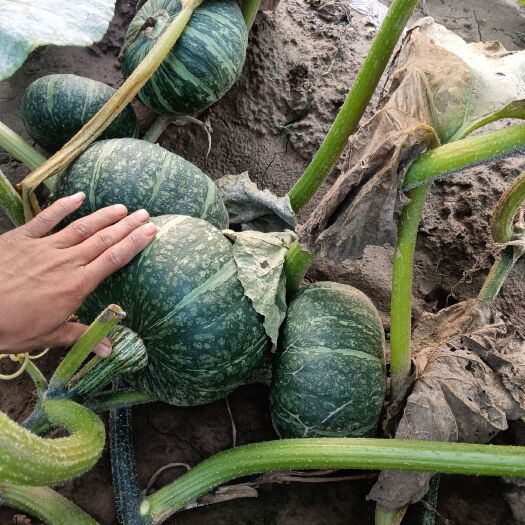 涿州市板栗南瓜20吨，诚意出售，口感好，品相好，够老够甜，现货直接