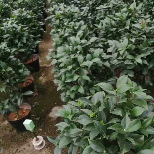 山茶花 茶花
