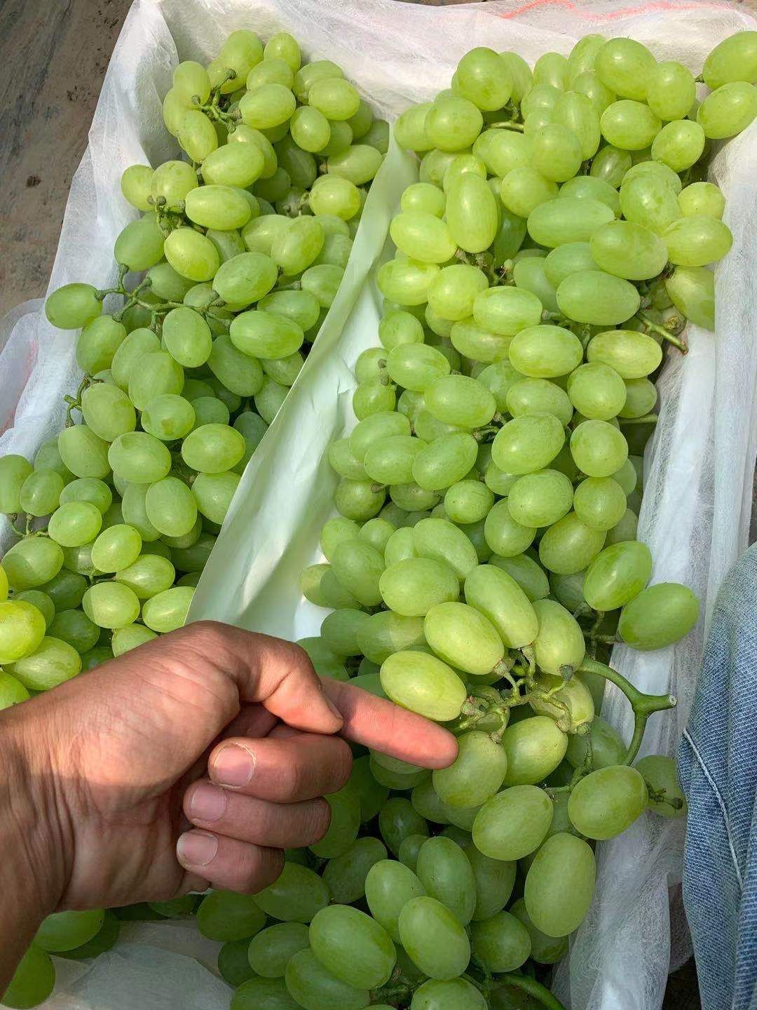 维多利亚 青提 河北饶阳