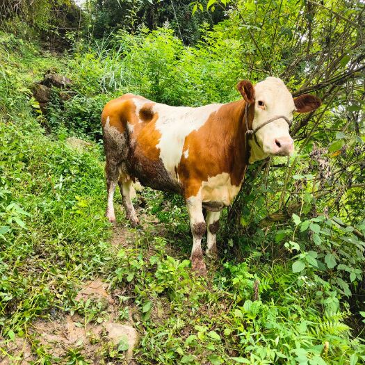 南江县长期供应小牛犊，架子牛，肉牛