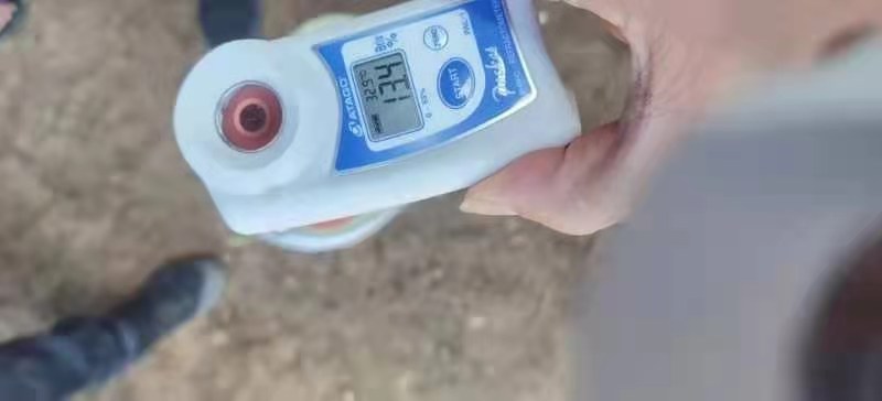 美都西瓜  云南美都基地！精品头茬无籽美都！浙江台州人种的！