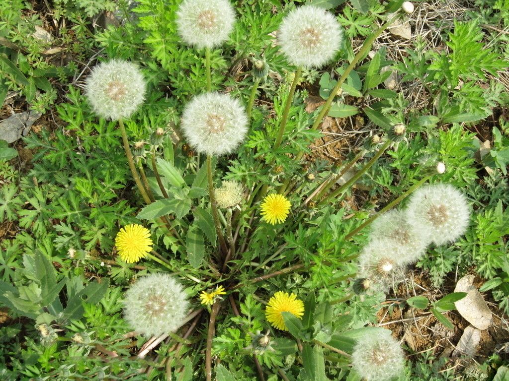  蒲公英茶（贵州正宗野外的蒲公英）