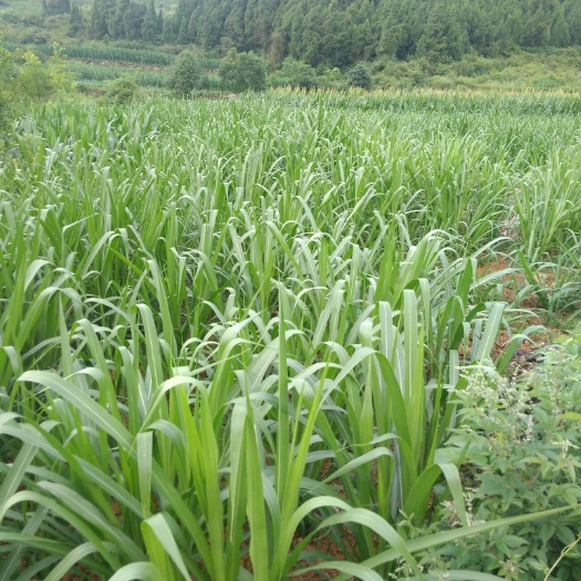 息烽县狼尾草  杂交莨尾(金银草)牧草