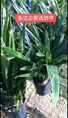 裸根墨兰，建兰