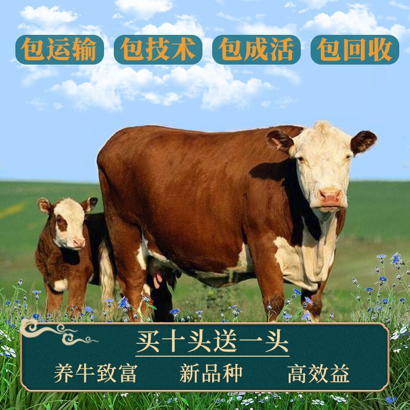 夏洛莱牛利木赞牛鲁西黄牛西门塔尔牛