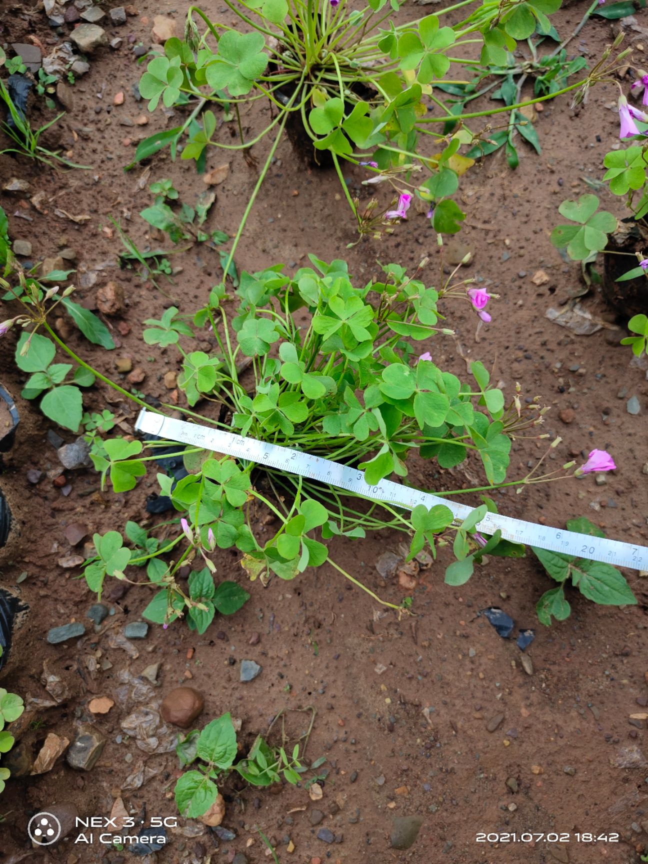 红花酢浆草 红花窄姜草