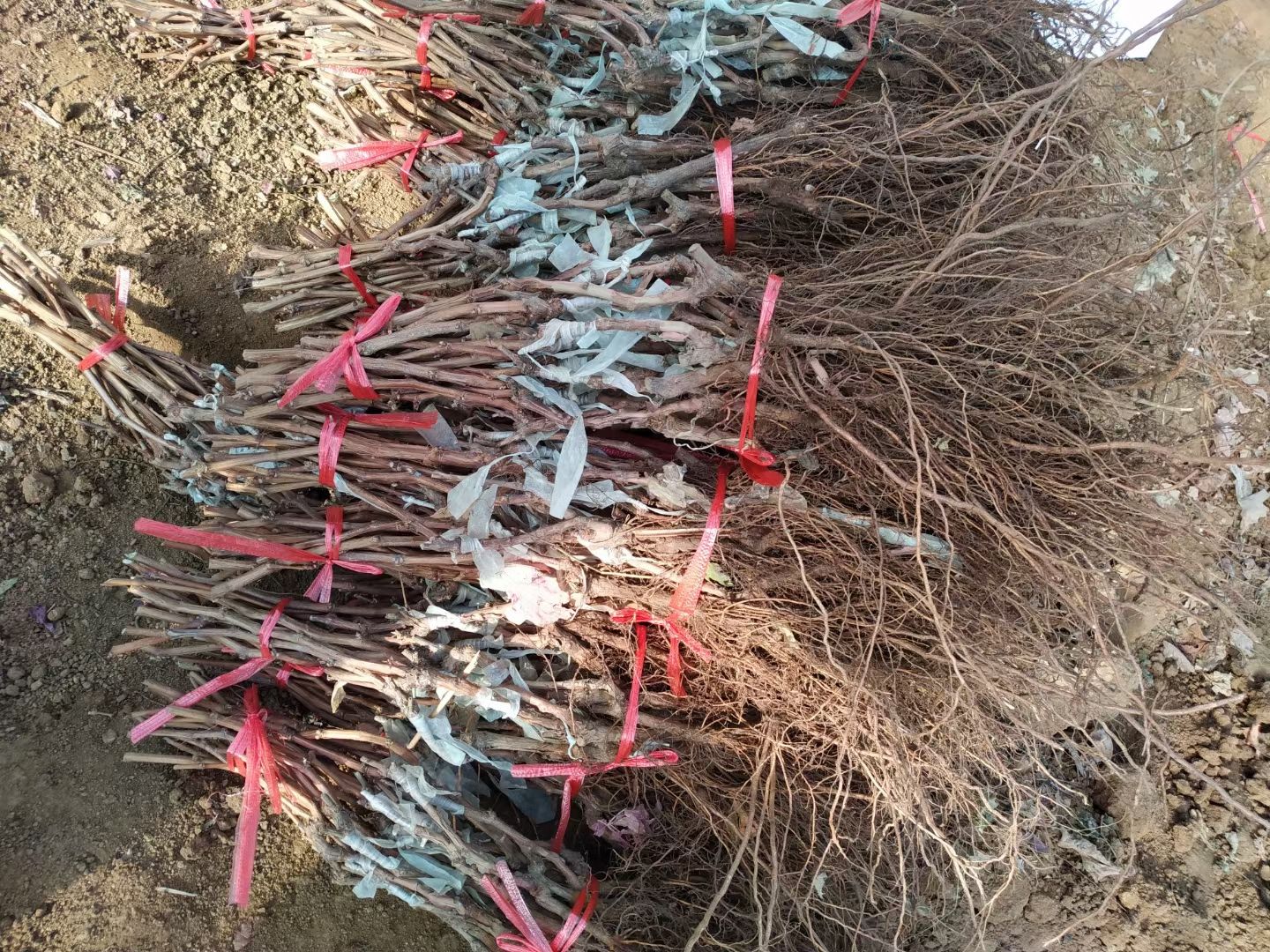 富士之辉 嫁接苗 裸根苗