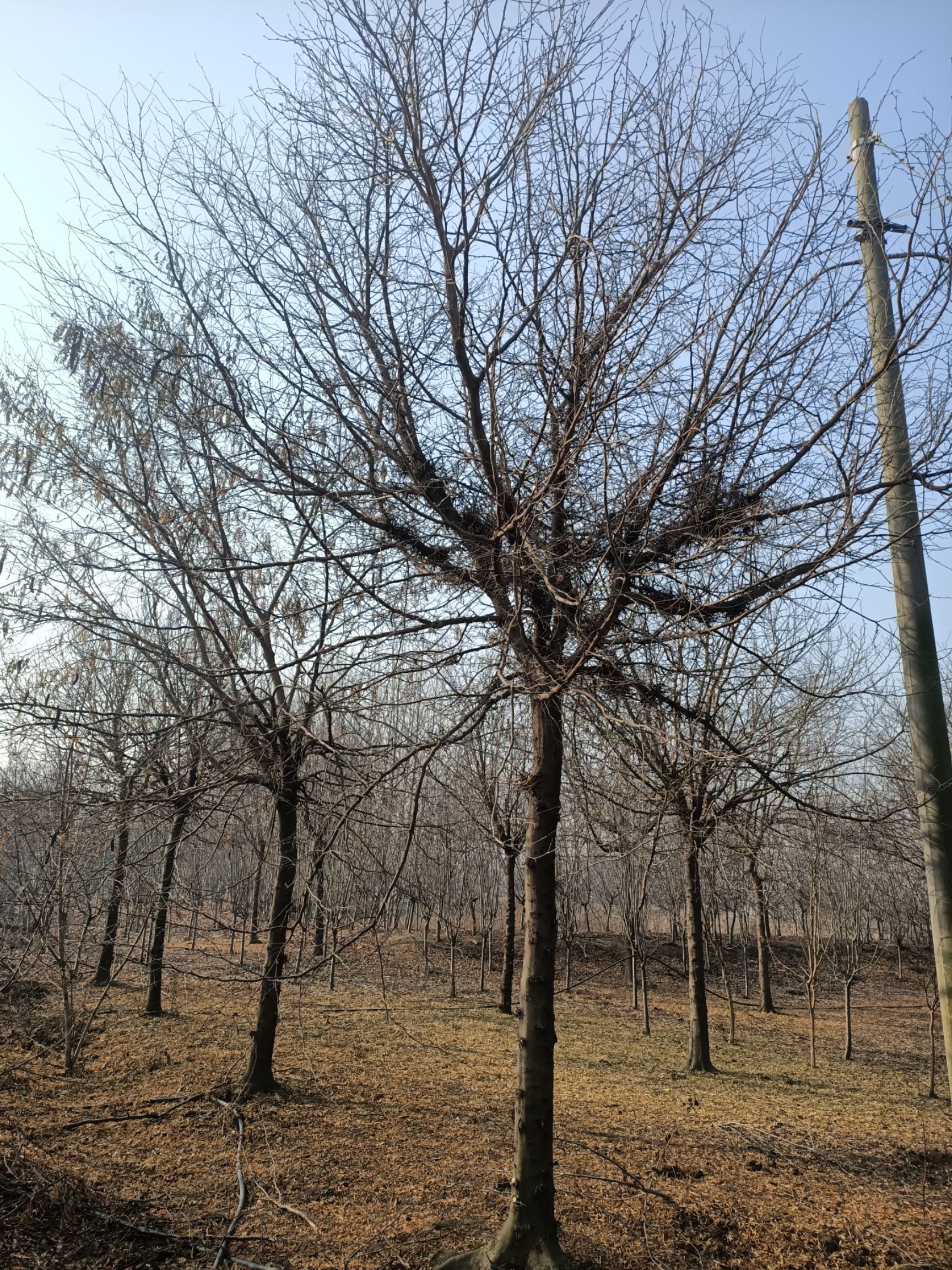邳州市皂角树15-20公分出售