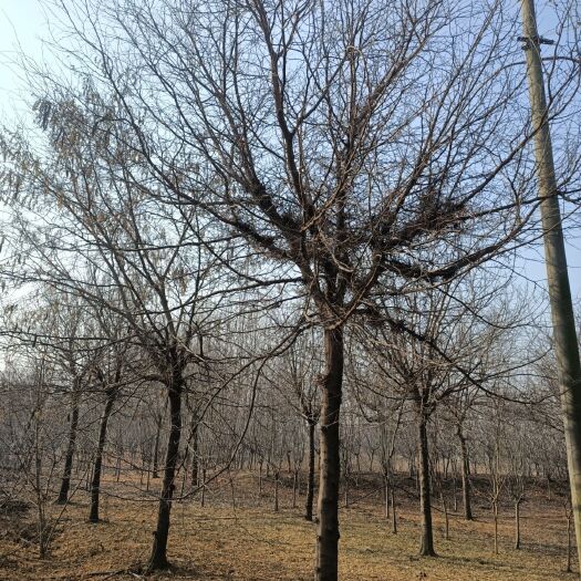 邳州市皂角树15-20公分出售
