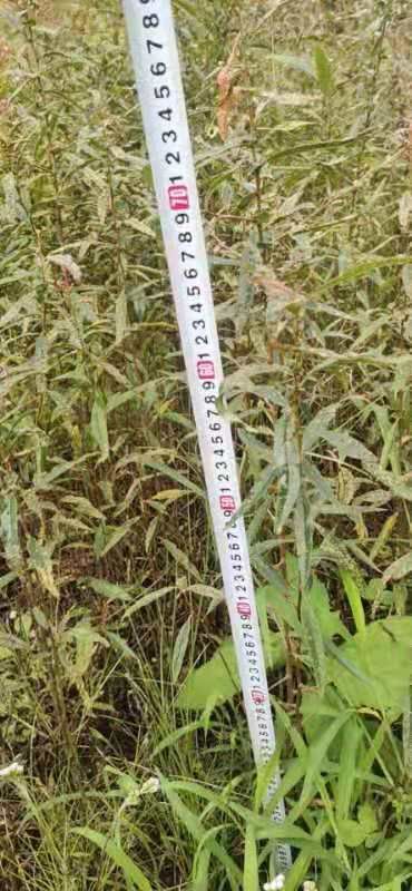 云县皱皮木瓜苗 云南白花木瓜苗