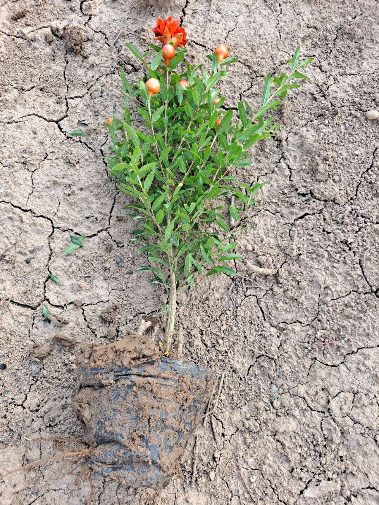 花石榴苗 花石榴 营养杯花石榴 花石榴树苗 陕西花石榴基地优