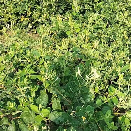 邯郸四季金银花苗 金银花树苗四季花
