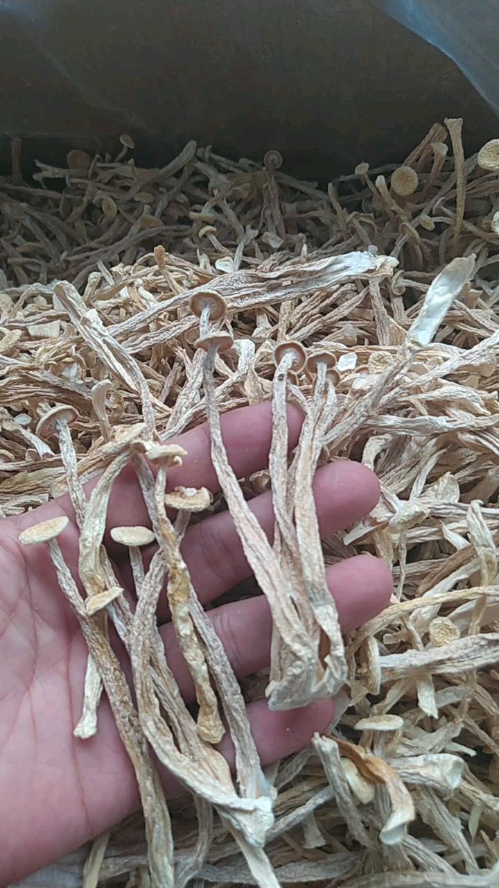 古田县海鲜菇，干货厂直销一手货源，支持视频看货 一件代发，质量保证