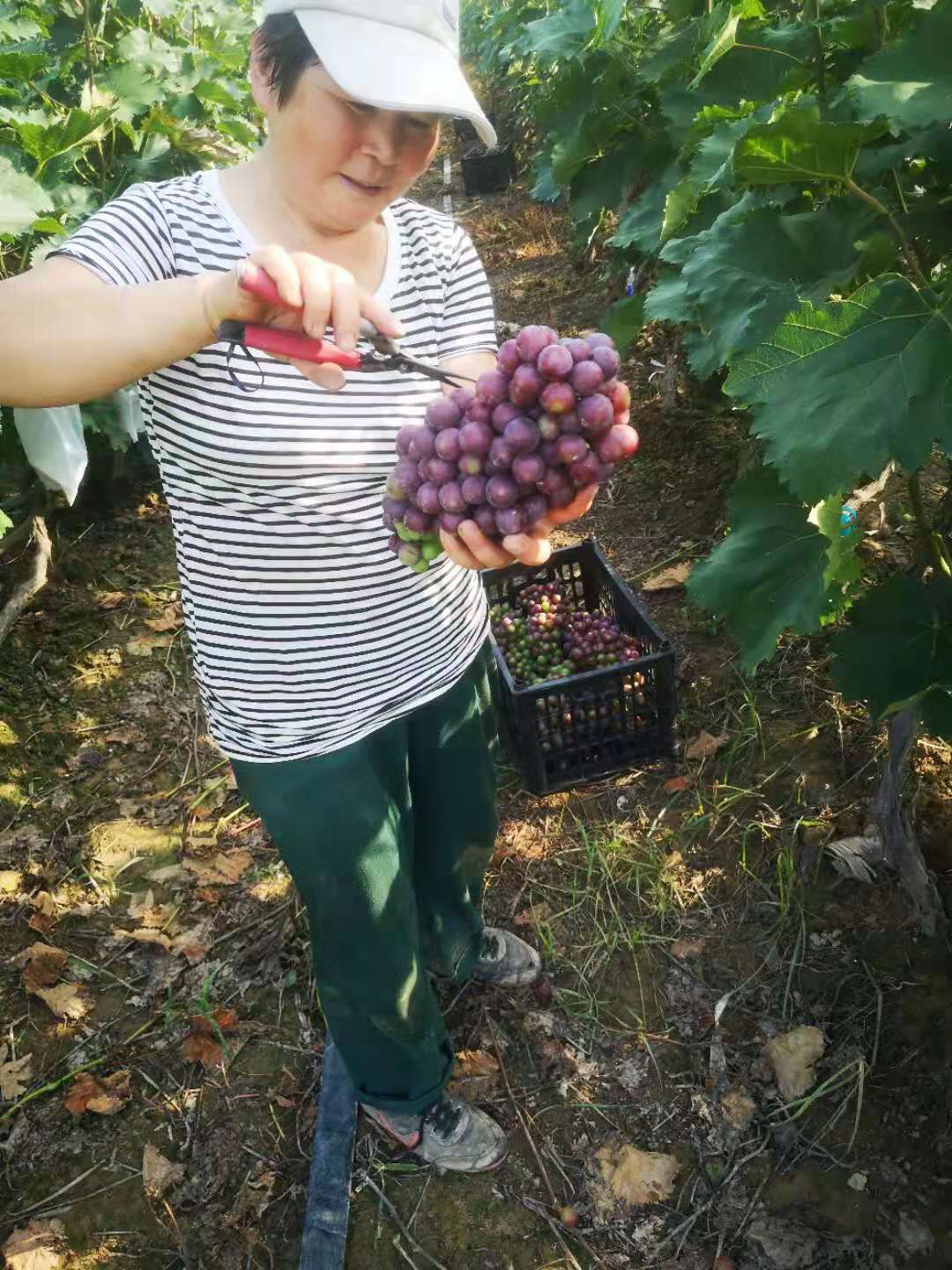 酿酒葡萄，果酱葡萄