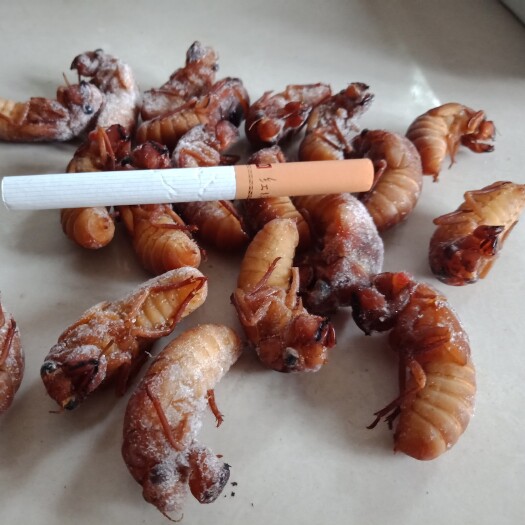 眉山金蝉，银蝉，知了猴，唐僧肉，竹蝉，专业加工挑选货。