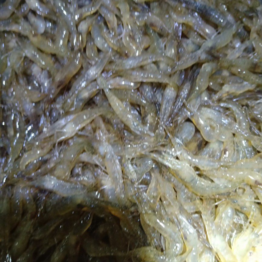  青虾苗