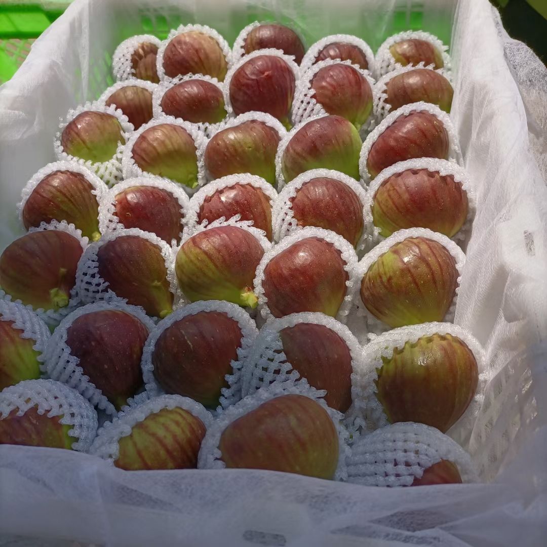 云南波姬红无花果全年稳定供货批发一件代发当天现摘现发保质保量