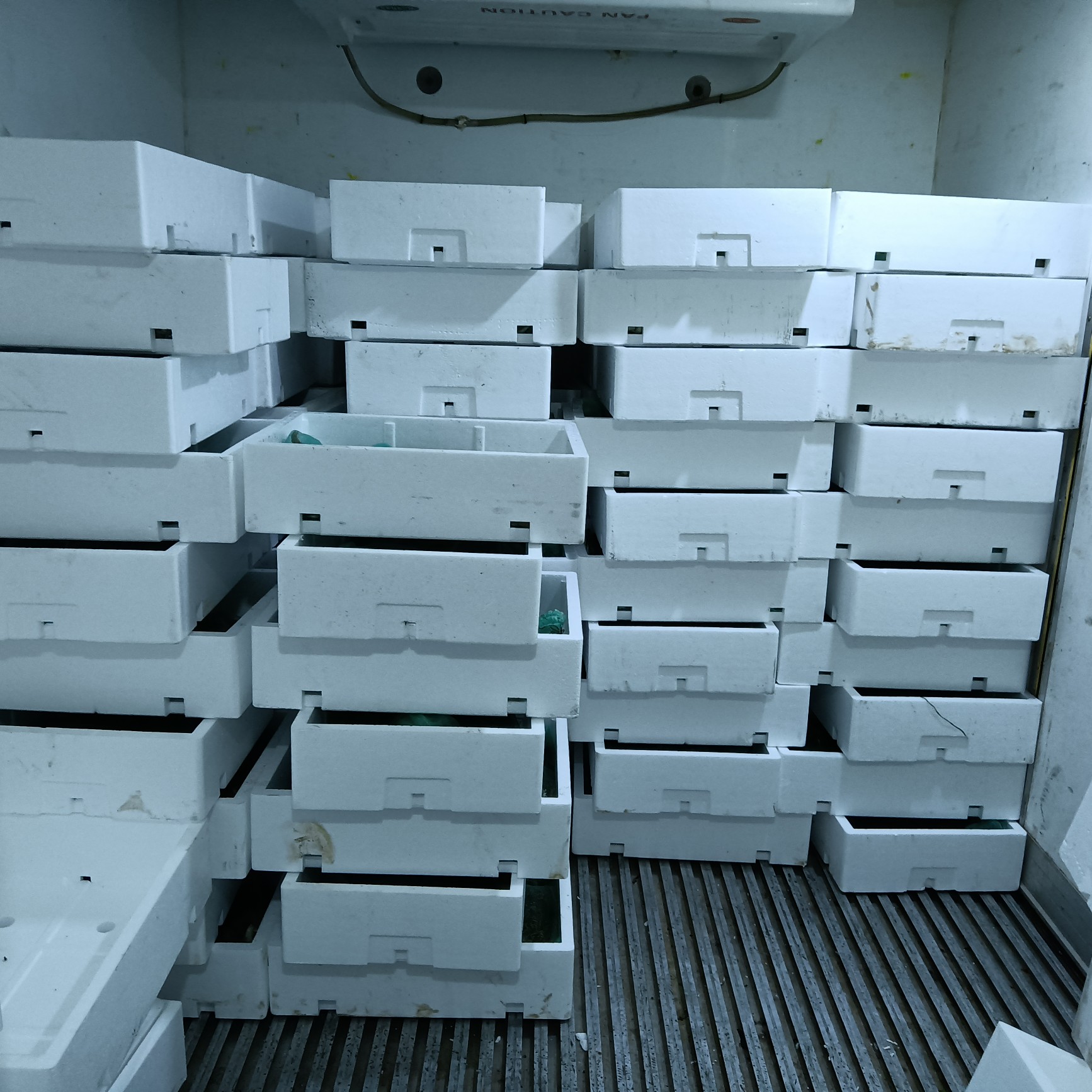 花生芽  大量供应优质牛蛙苗.包技术